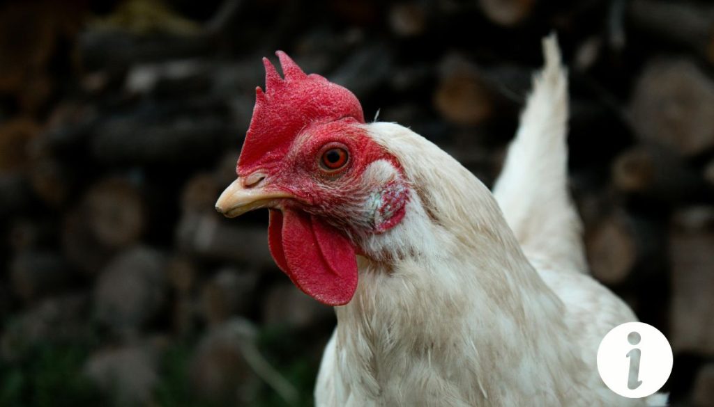 Poule pompette : comprendre ce comportement inhabituel