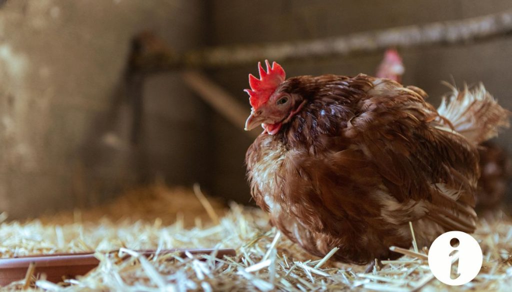 Poule qui a mal au ventre : symptômes et traitements