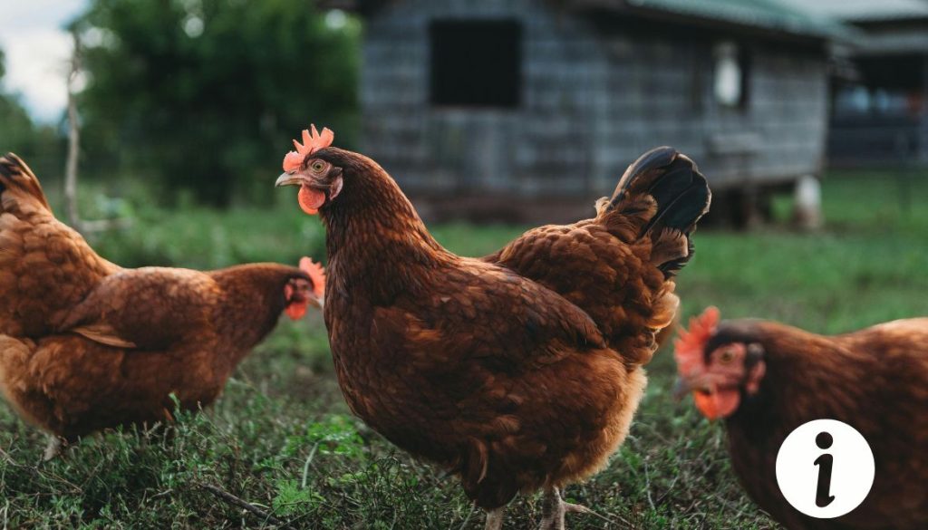 Poule qui attaque l’homme : comprendre ce comportement