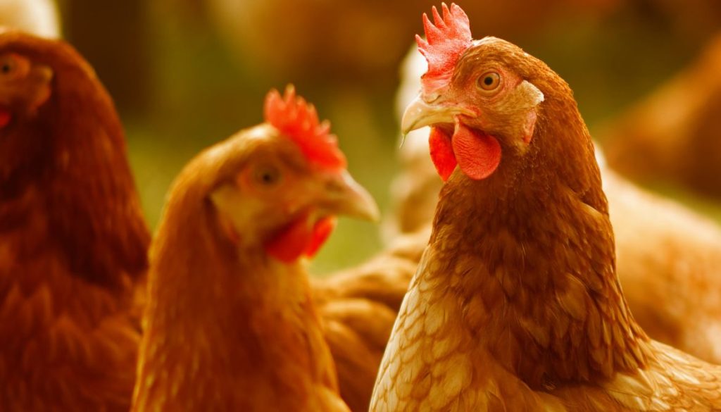 Poule qui bave : que faire en cas de salivation excessive