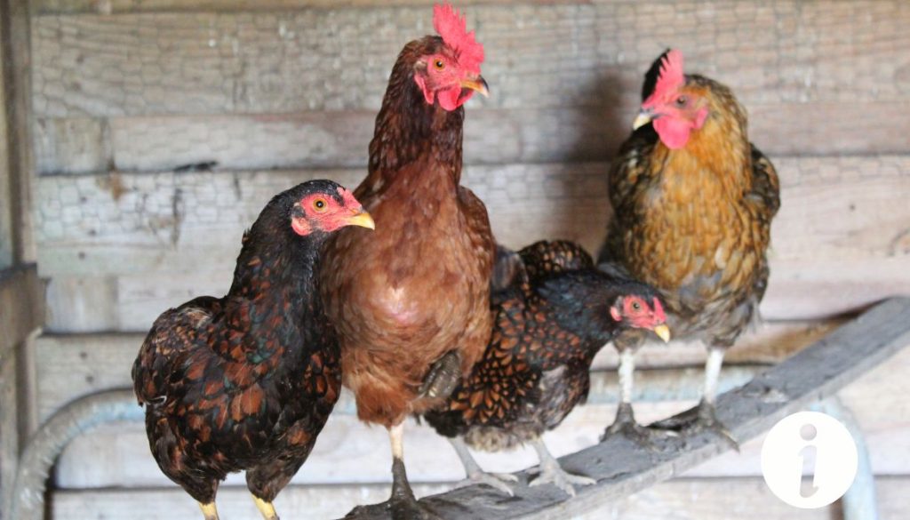 Poule qui boite : remède et conseils pratiques