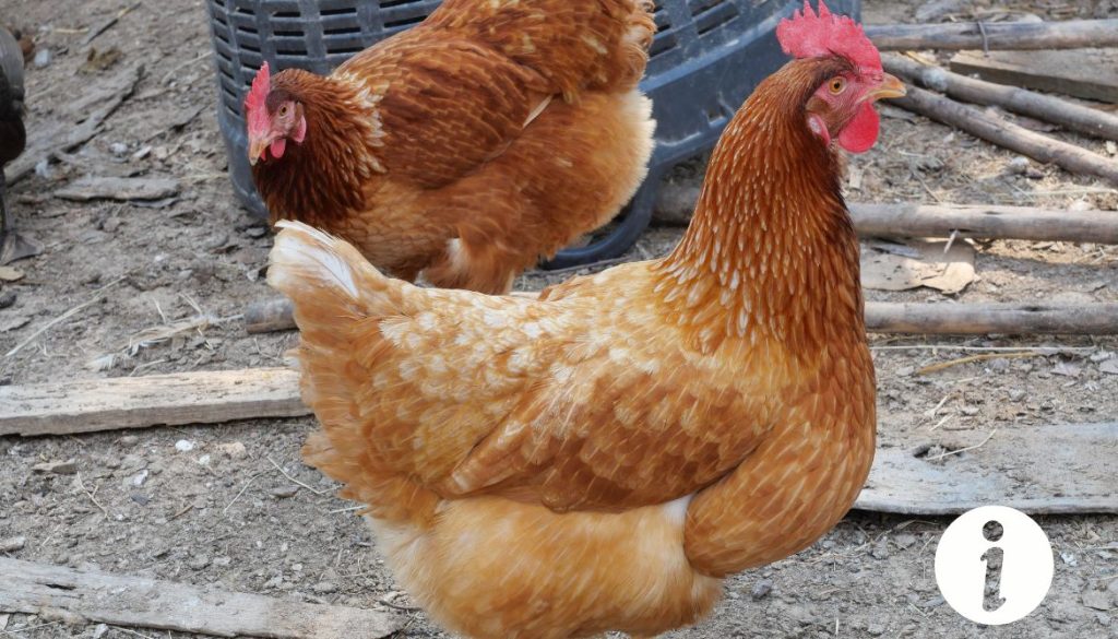 Poule qui boite suite à une entorse : soins et réhabilitation