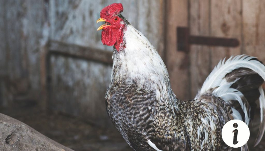 Poule qui chante comme un coq : signification et explications