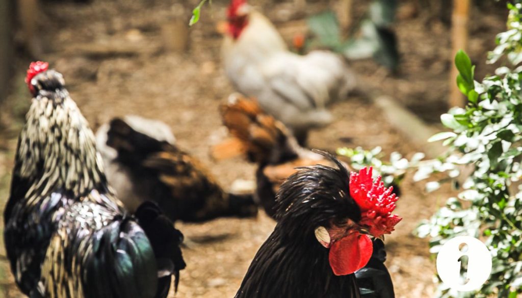 Poule qui chante le matin : un comportement normal ?