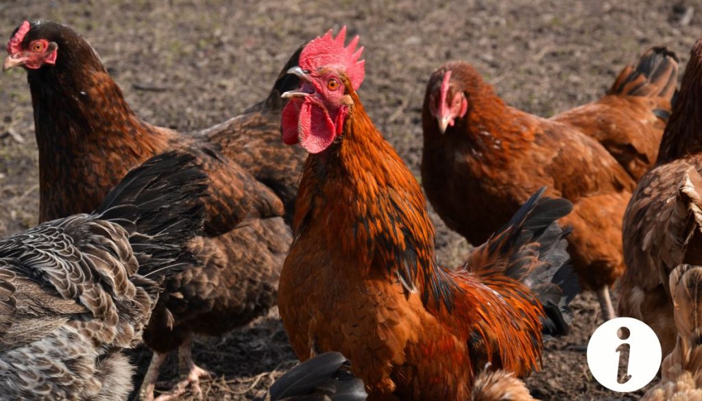 Poule qui chante sans pondre : comprendre ce comportement