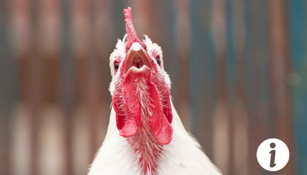 Poule qui crie le matin : pourquoi ce comportement