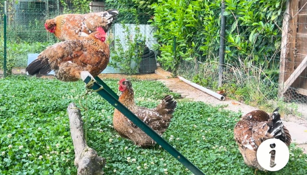 Poule qui crie : raisons et solutions pour apaiser votre volaille