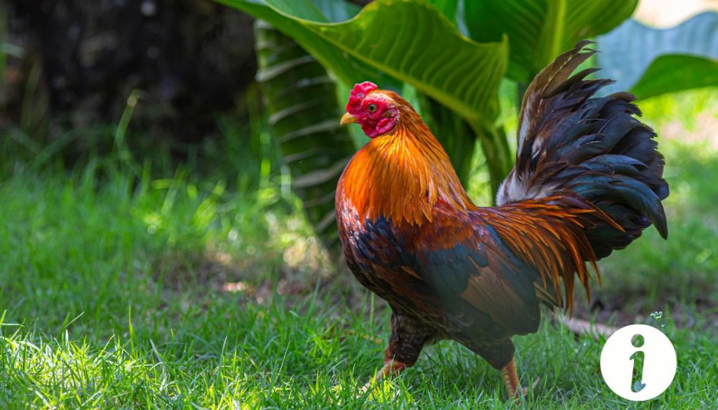 Poule qui devient coq : comprendre ce phénomène rare