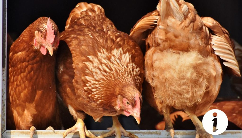 Poule qui dort par terre : causes et solutions à envisager