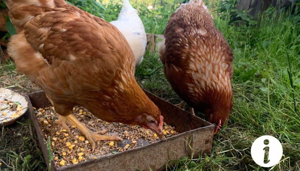 Poule qui mange du mort au rat : conséquences et solutions