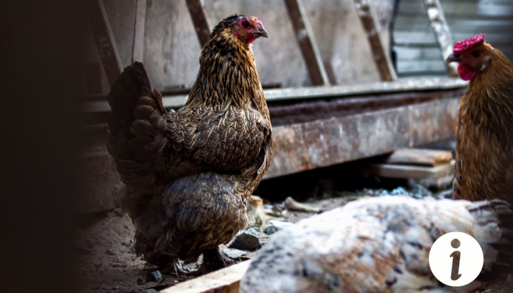 Poule qui mange du raticide : que faire en cas d'intoxication