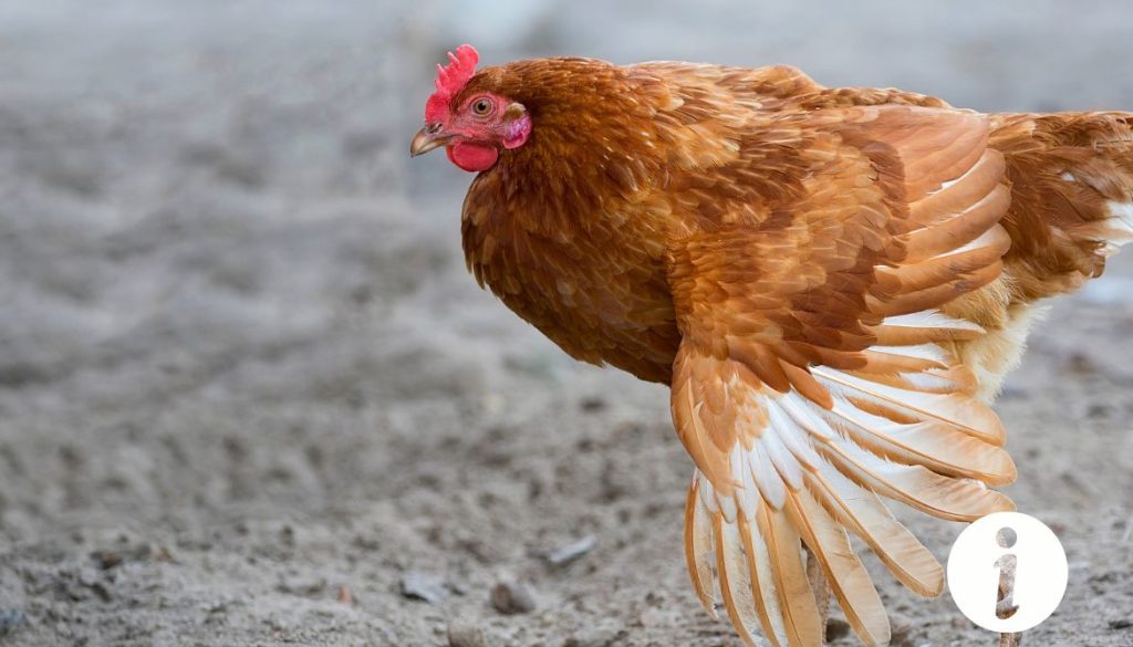 Poule qui marche : importance de l'activité pour la santé