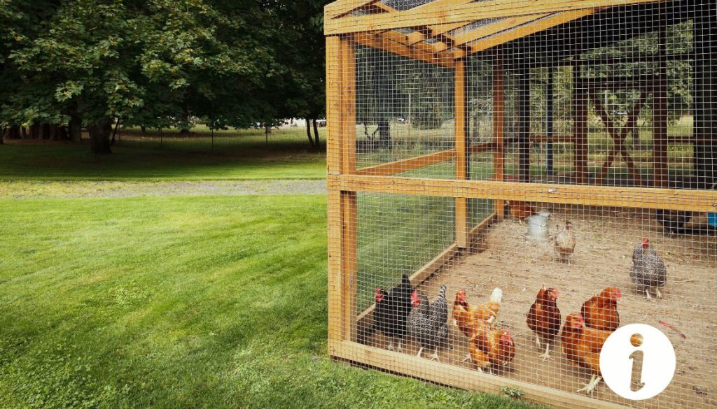 Poule qui ne sort pas du poulailler : solutions pratiques