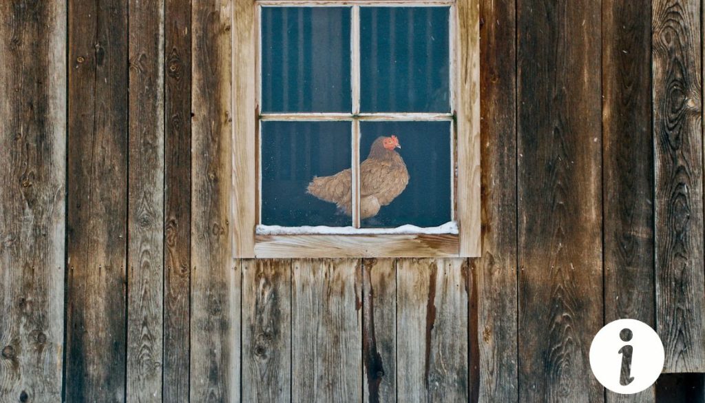 Poule qui rentre dans la maison : comment gérer ce comportement ?
