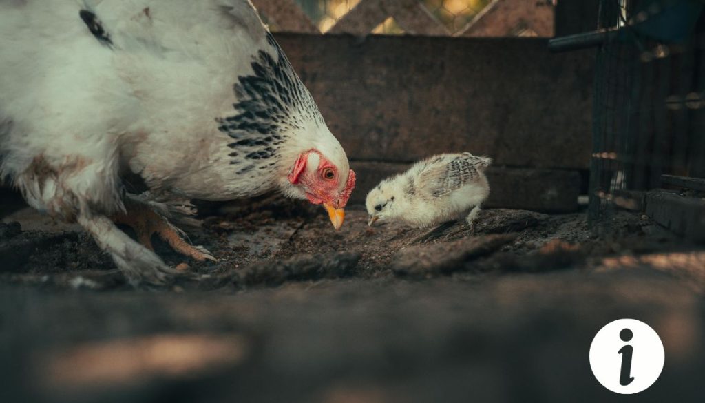 Poule qui se frotte le bec par terre : comportement à surveiller