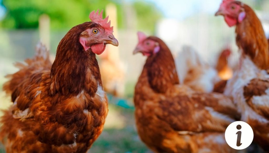Poule qui se transforme en coq : explications et implications