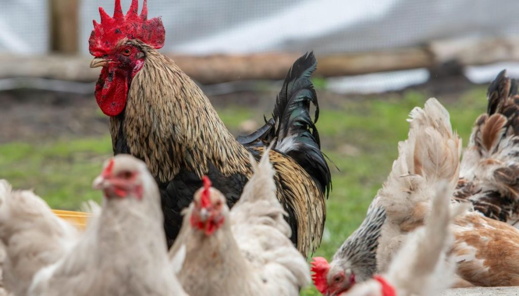 Poule qui secoue la tête : que signifie ce comportement ?