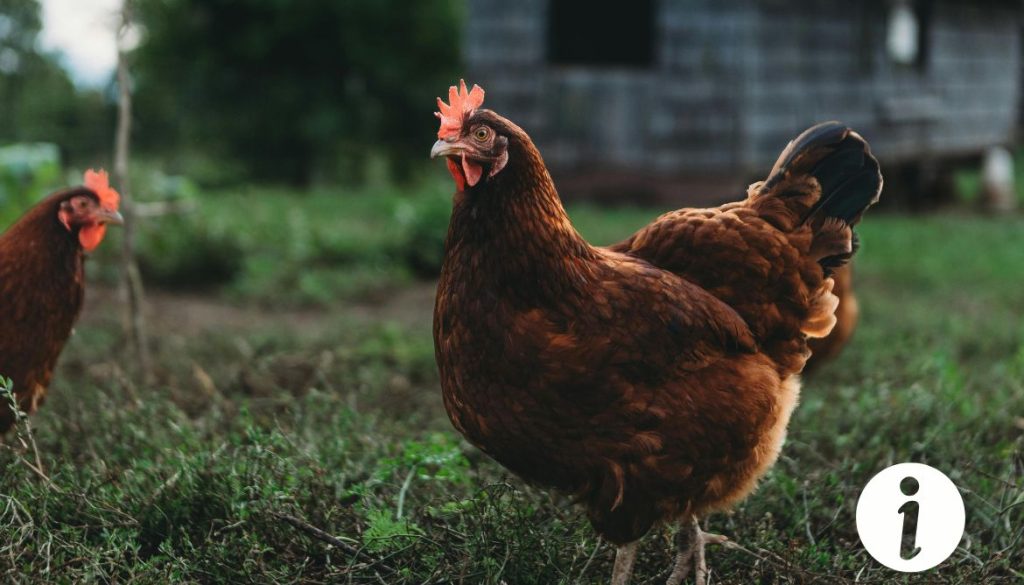 Poule qui titube : causes et traitements à considérer