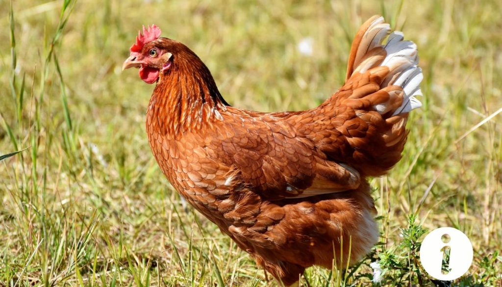 Poule qui vomit et meurt : Tout ce que vous devez savoir