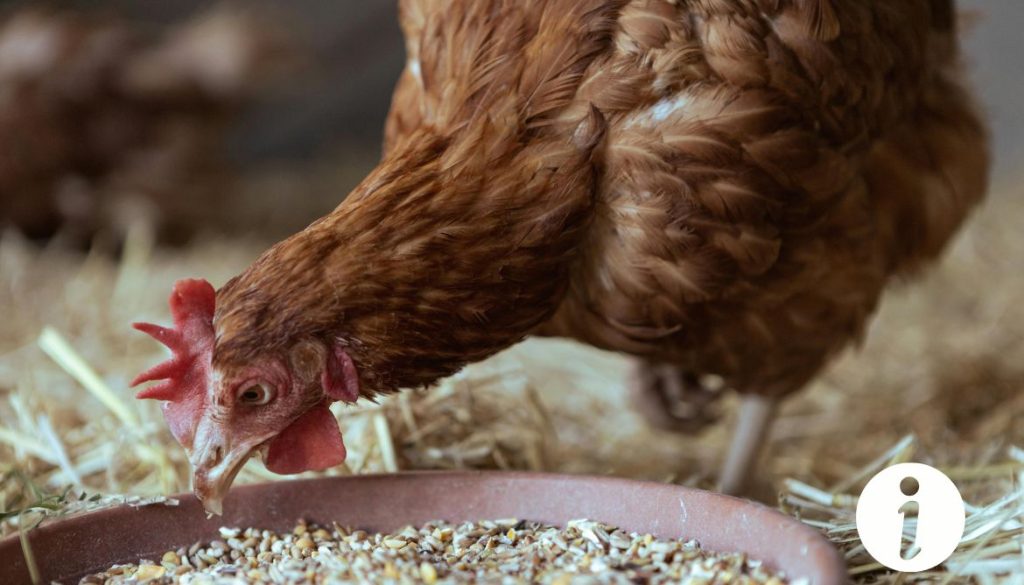 Poule Raiderie : caractéristiques et soins à connaître