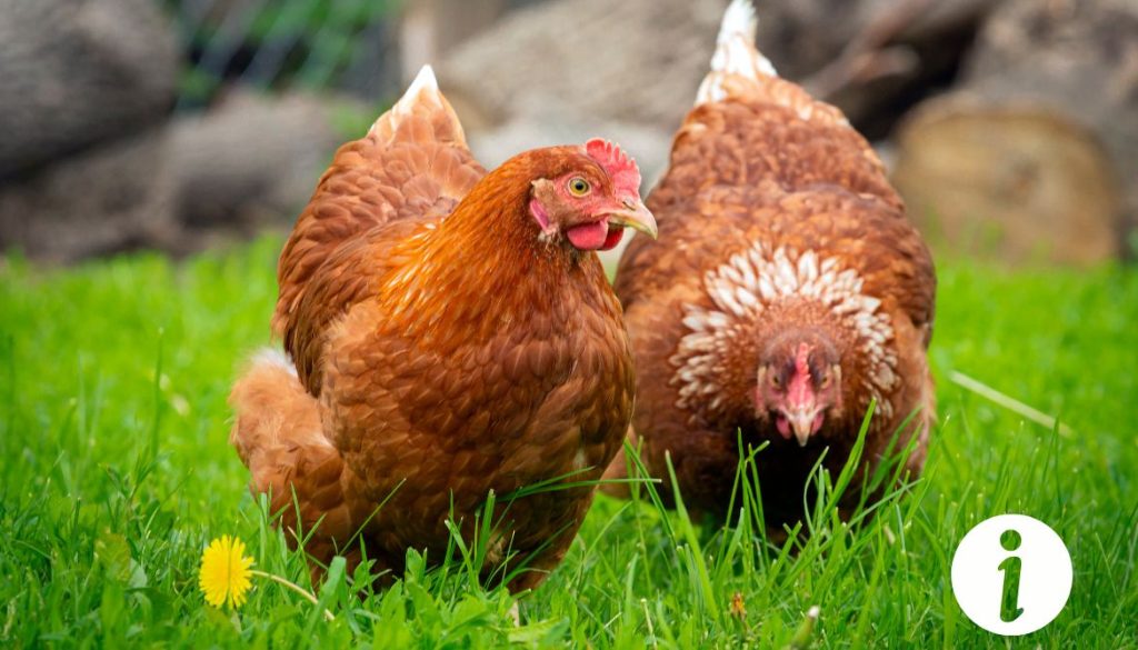 Poule rousse et coq : différences et caractéristiques