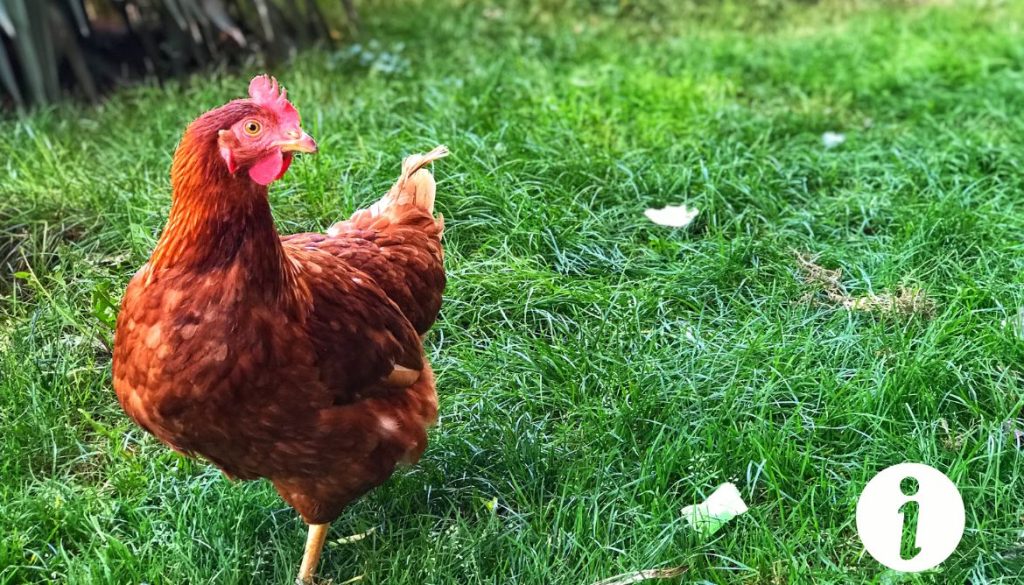 Poule silencieuse : comprendre ce comportement anormal
