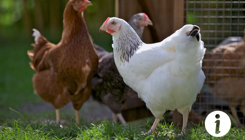 Poule tueuse : comprendre ce comportement agressif