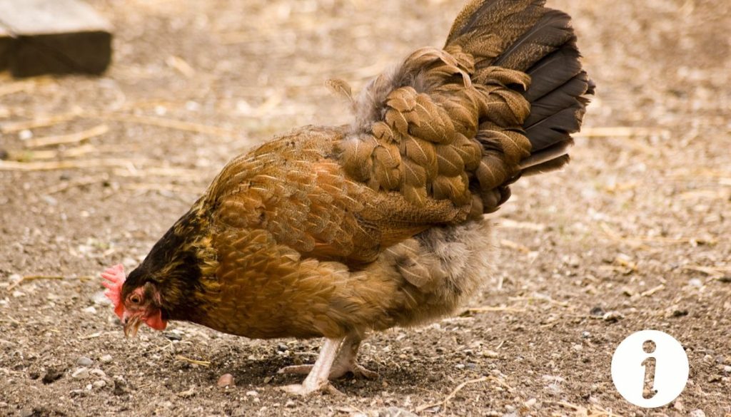 Pourquoi ma poule me pique les pieds ? Comportement à surveiller