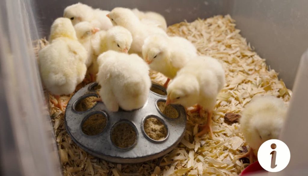 Poussin de 3 mois : comment distinguer poule ou coq ?