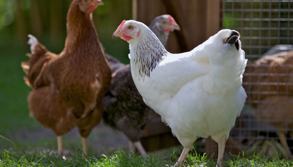 Poussin poule Azur : caractéristiques et entretien