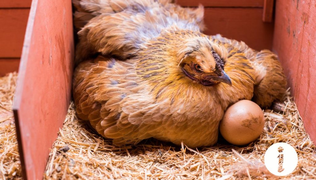 Premier œuf de poule : quand et comment cela se produit