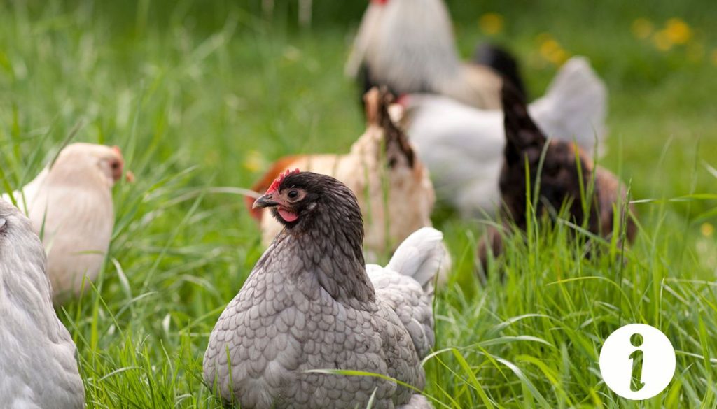 Prix opération jabot poule : Tout ce que vous devez savoir