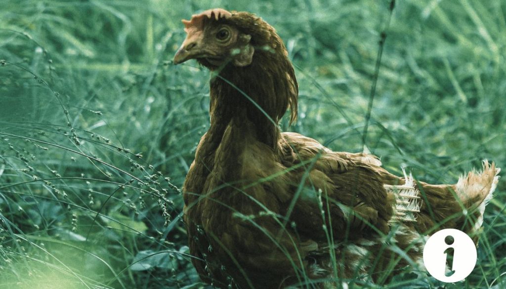 Que faire si le poulet devient vert ? Comprendre ce phénomène