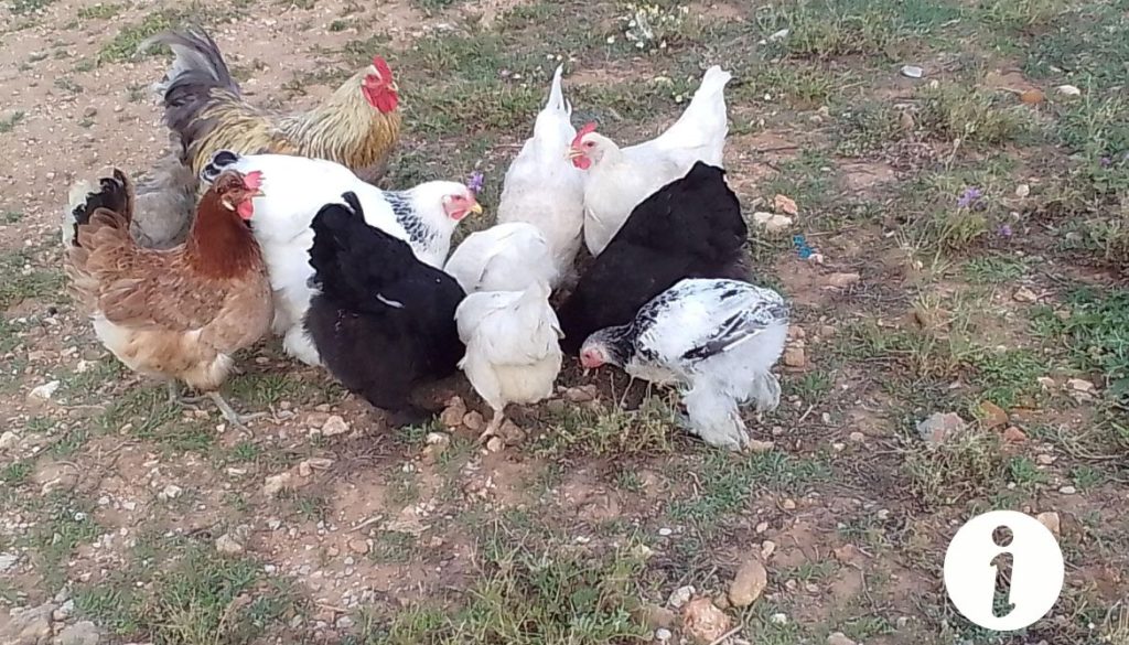 Soigner une poule blessée par un chien : Tout ce que vous devez savoir