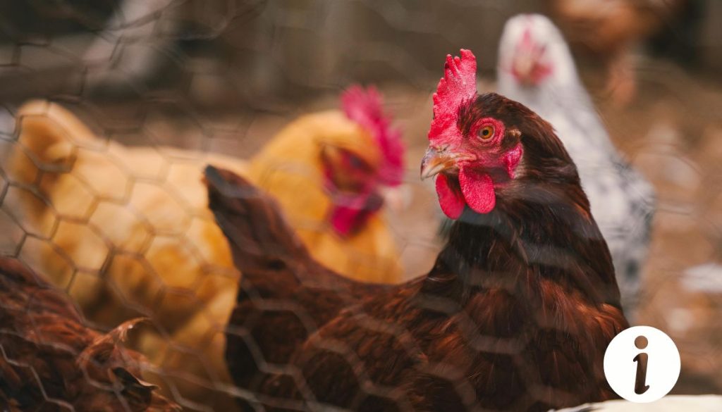Une poule peut elle vivre avec une patte cassée : Tout ce que vous devez savoir