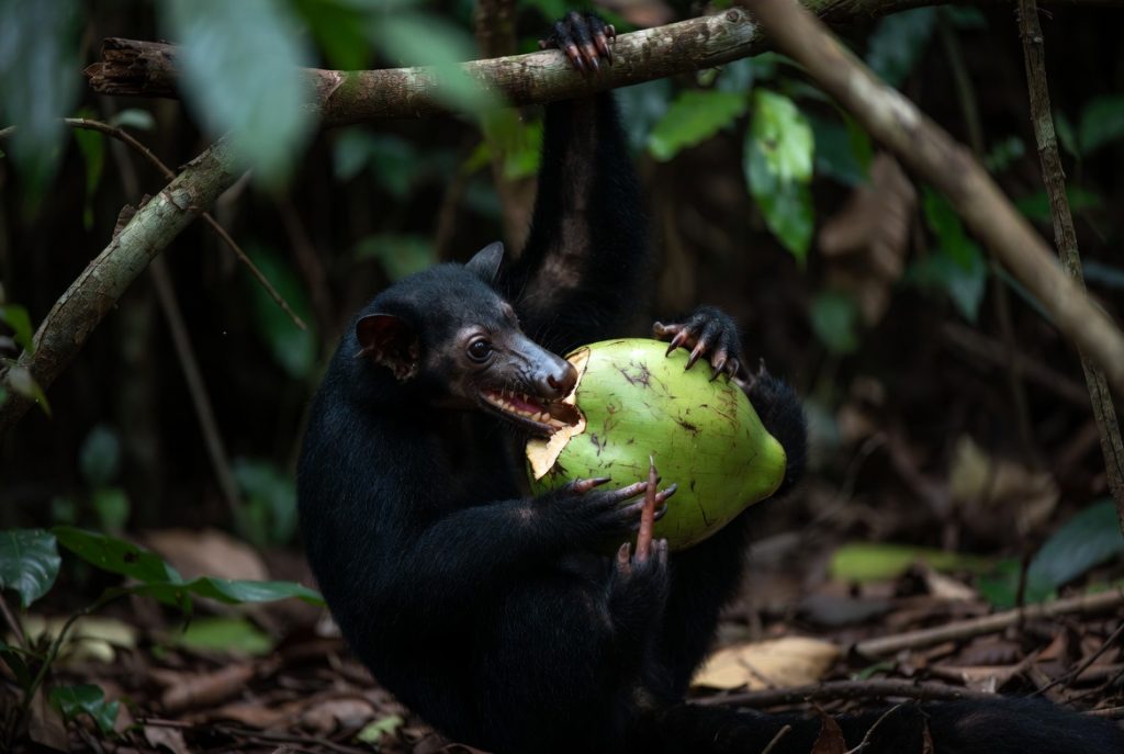 Silhouette d'un Aye-aye au clair de lune dans la forêt malgache