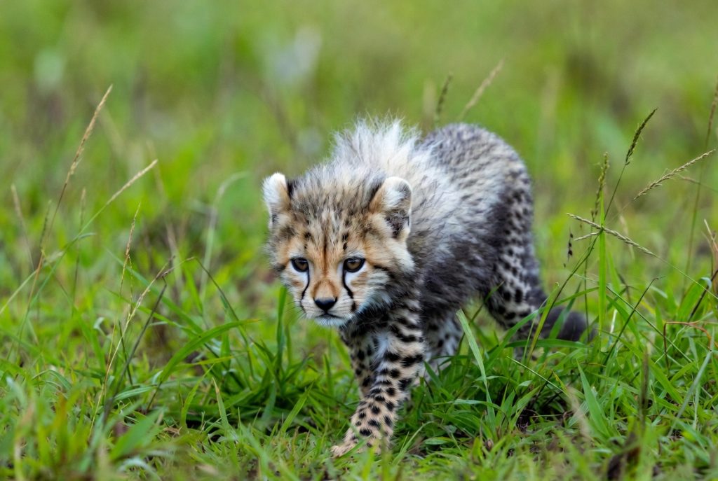 Bébé guépard avec son manteau de poils gris sur le dos