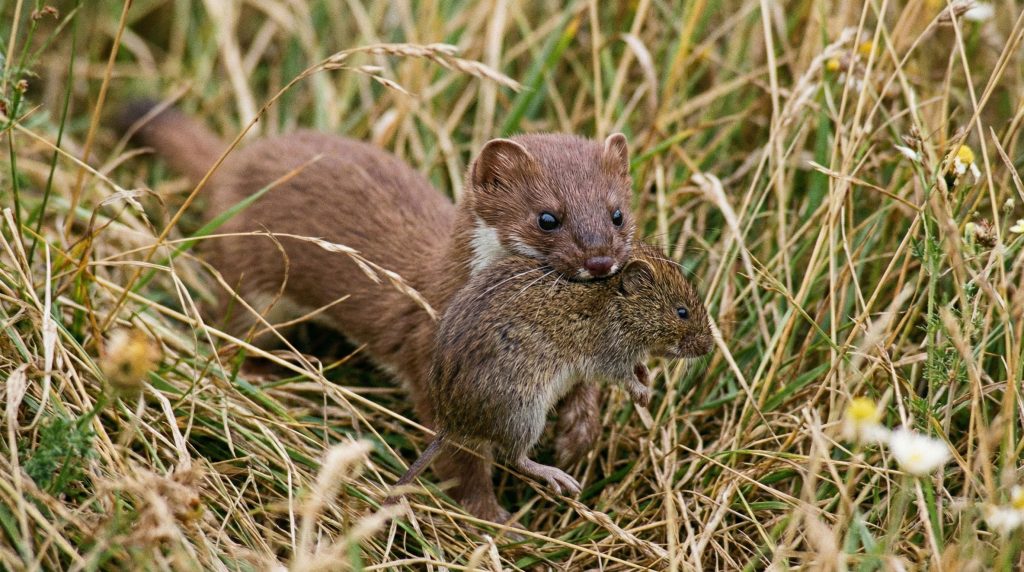 Belette transportant un gros campagnol dans sa gueule à travers les herbes hautes.