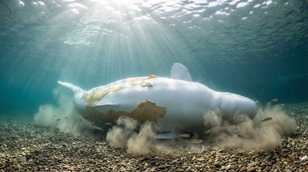 Béluga se frottant contre le gravier sous l'eau pour muer
