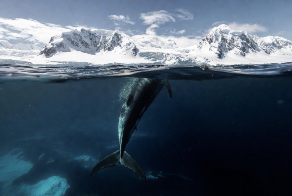 Bérardie d'Arnoux sondant vers les profondeurs de l'Océan Austral