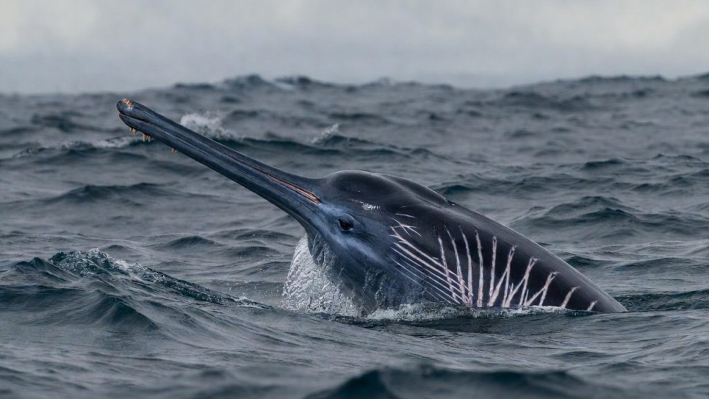 Bérardie de Baird faisant surface montrant son long bec et ses dents