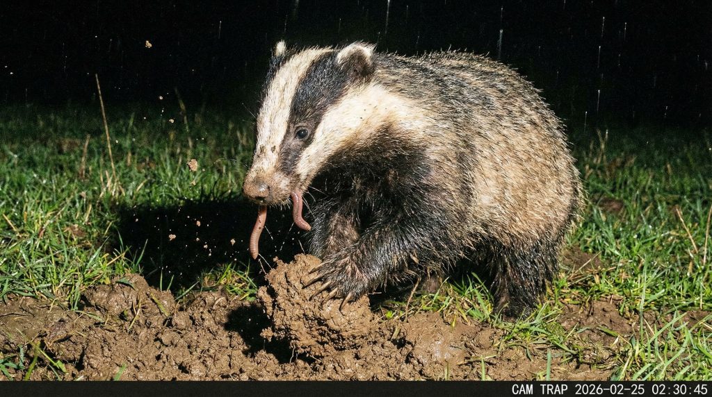 Blaireau fouissant la terre humide d'une prairie à la recherche de vers de terre la nuit.