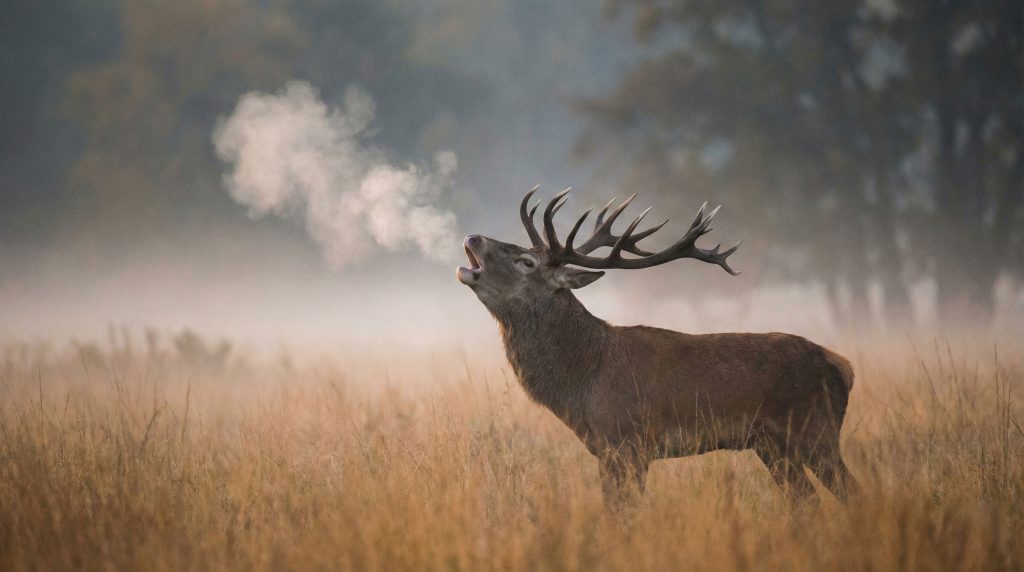 Cerf élaphe bramant dans la brume matinale lors de la période du rut