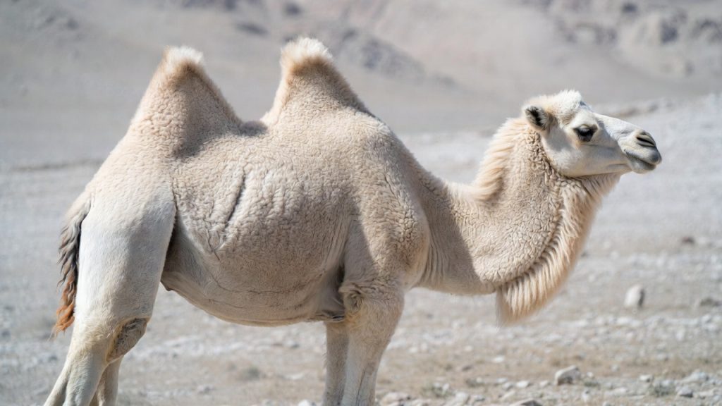 Chameau sauvage de Tartarie de profil montrant ses bosses coniques