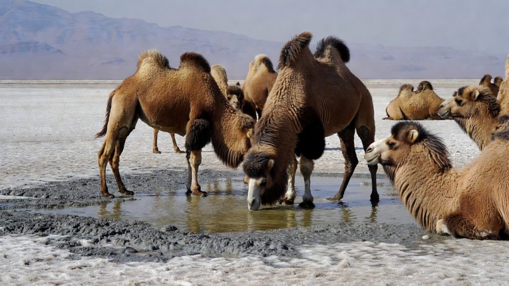 Chameaux sauvages buvant de l'eau saumâtre dans le désert.