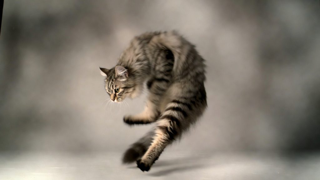 Chat en chute libre démontrant le réflexe de redressement