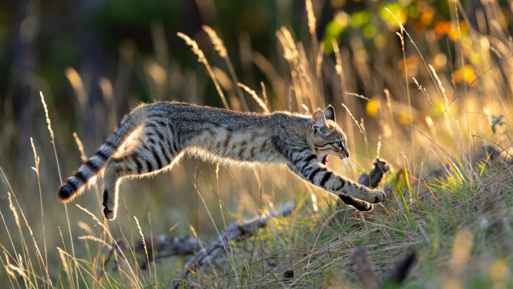 Chat forestier chassant un campagnol en lisière de forêt