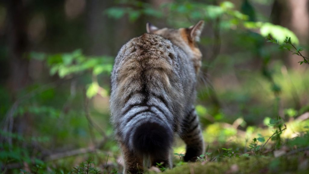 Chat forestier de dos montrant sa queue épaisse et annelée.