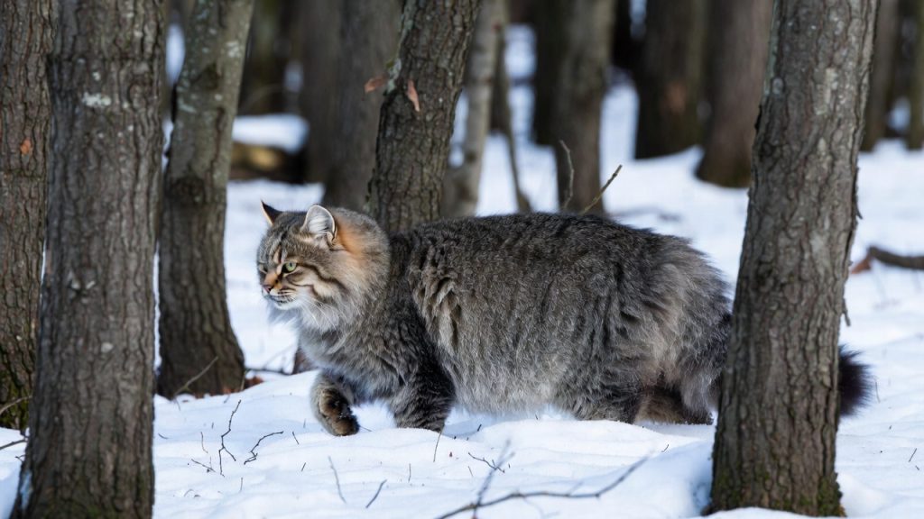 Chat forestier avec son pelage d'hiver épais dans la neige.