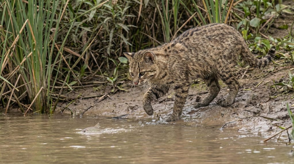Chat de Geoffroy chassant au bord de l'eau dans une zone marécageuse du Gran Chaco.